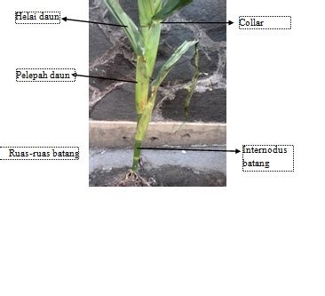 Struktur daun jagung  Diantara pelepah dan helai daun terdapat ligula (Subekti et al